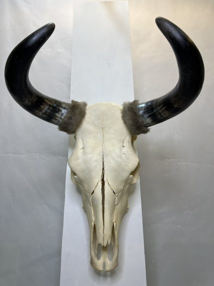 جمجمه و شاخ طبیعی گاو هندی مدل - cow-model-K-17