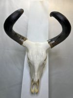 جمجمه و شاخ طبیعی گاو هندی مدل - cow-model-K-304 - Image 5
