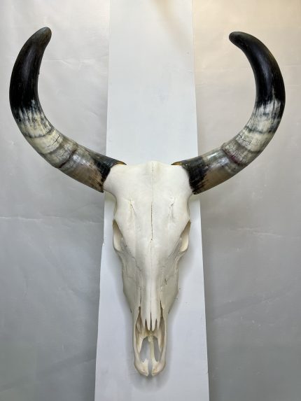 جمجمه و شاخ طبیعی گاو