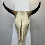 جمجمه و شاخ طبیعی گاو