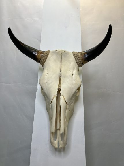 جمجمه و شاخ طبیعی گاو