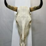 جمجمه و شاخ طبیعی گاو