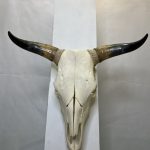 جمجمه و شاخ طبیعی گاو