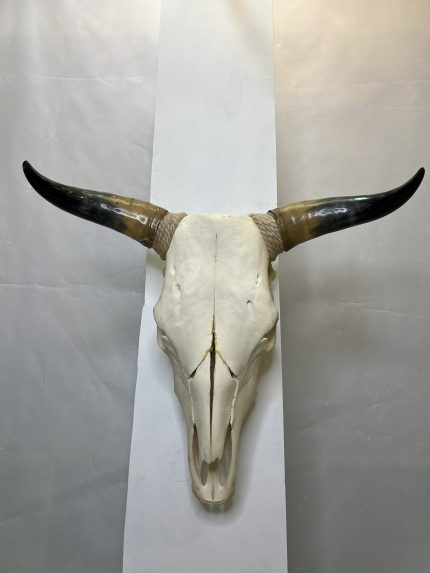 جمجمه و شاخ طبیعی گاو