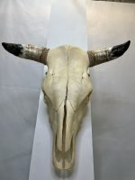 جمجمه و شاخ طبیعی گاو