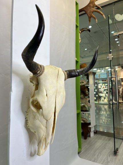 جمجمه و شاخ طبیعی گاو