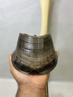 آناتومی اسکلت طبیعی دست راست اسب - Image 12