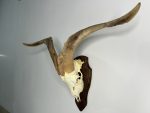 جمجمه و شاخ کل سانن Goat-model-2 - Image 15