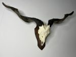 جمجمه و شاخ کل اهلی Goat-model-6 - Image 9