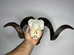 جمجمه و شاخ قوچ اهلی Ovis-model-45 - Image 9