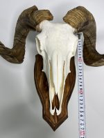 جمجمه و شاخ قوچ اهلی Ovis-model-48 - Image 9