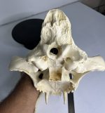 جمجمه شیر نر آفریقایی - Lion-model-1 - Image 19