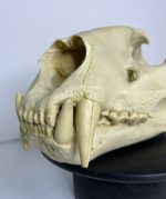 جمجمه ببر بنگال - Tiger-model-1 - Image 15
