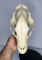 جمجمه خرس قهوه ای - Bear-model-1 - Image 7