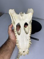جمجمه کروکودیل پوزه کوتاه- گاندو - Crocodile-model-1 - Image 16
