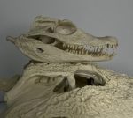 جمجمه کروکودیل کایمن  - Caiman-model-1 - Image 16