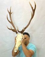جمجمه و شاخ گوزن مرال 12خال – maral-model-12 - Image 15