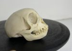 جمجمه میمون رزوس  - Macaca-model-1 - Image 9