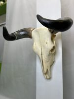 جمجمه و شاخ واقعی گاو