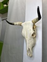 جمجمه و شاخ طبیعی گاو مدل 9 - cow-model--9 - Image 4