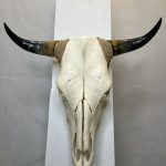 جمجمه و شاخ طبیعی گاو مدل 208 - cow-model--208
