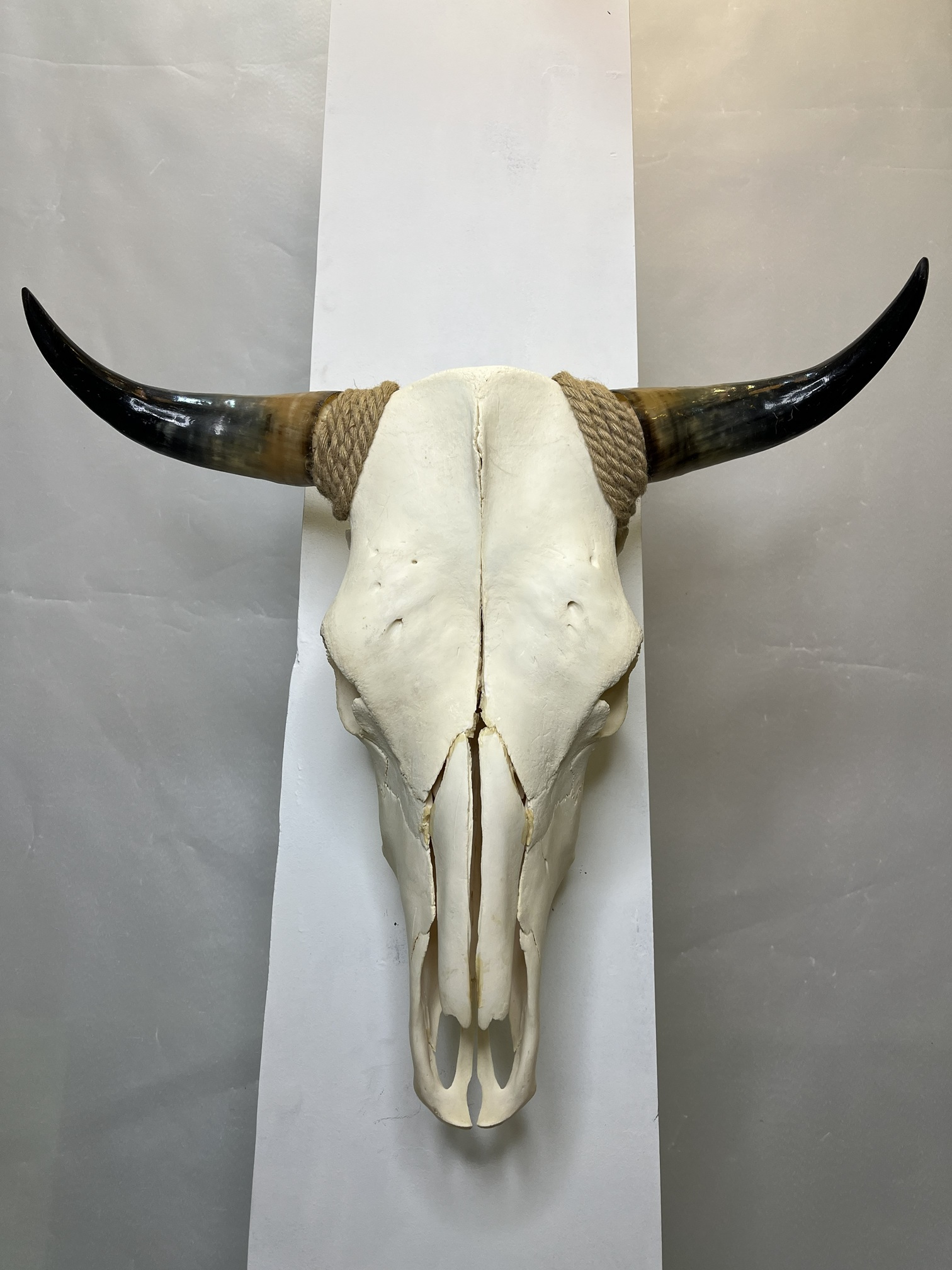 8 جمجمه و شاخ طبیعی گاو مدل 208 - cow-model--208 - Image 1
