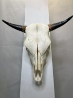 جمجمه و شاخ طبیعی گاو مدل 30- cow-model--30 - Image 2