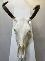 جمجمه و شاخ طبیعی گاو مدل 35- cow-model--35 - Image 9