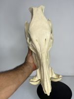 جمجمه گراز وحشی - Wild boar-model-1 - Image 9