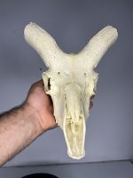 جمجمه تنها قوچ اوریال - Urial-model-2 - Image 9