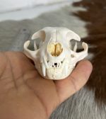 جمجمه گربه اهلی