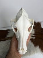 جمجمه طبیعی سگ اهلی model-1 - Image 8