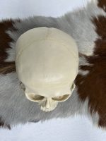 جمجمه انسان مدل دو قسمتی رنگ سفید استخوانی skull-human-model-1 - Image 10