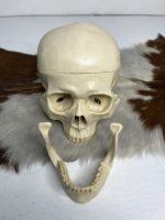 جمجمه انسان مدل پیشانی باز (سه قسمتی) رنگ سفید طبیعی  skull-human-model-2 - Image 14