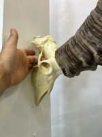 جمجمه و شاخ پازن ایبکس سیبری