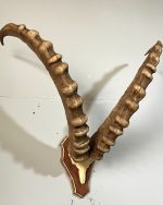 پیشانی جمجمه و شاخ آیبکس سیبری تاجیکستان ibex-model-2 - Image 5