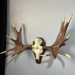 پیشانی جمجمه و شاخ گوزن موس moose-model-1 - Image 7