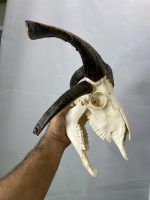 جمجمه و شاخ قوچ طبیعی چهار شاخ - Image 10
