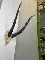 جمجمه و شاخ آهو تامسون آفریقایی مدل شاخ مشکی - Gazella-model-2 - Image 9