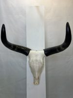 جمجمه و شاخ طبیعی گاو