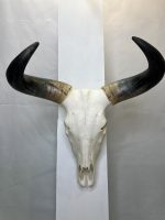 جمجمه و شاخ طبیعی گاو هندی مدل - cow-model-K-710 - Image 2