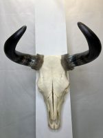 جمجمه و شاخ طبیعی گاو هندی مدل - cow-model-K-17 - Image 4