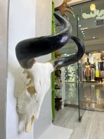 جمجمه و شاخ طبیعی گاو هندی مدل - cow-model-K-304 - Image 2