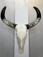 جمجمه و شاخ طبیعی گاو