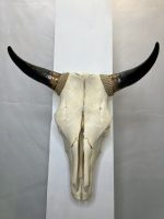 جمجمه و شاخ طبیعی گاو