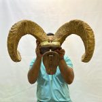 جمجمه شاخ قوچ ارگالی