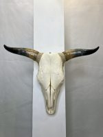 جمجمه و شاخ طبیعی گاو