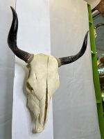 جمجمه و شاخ طبیعی گاو
