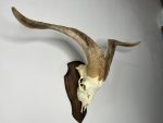 جمجمه و شاخ کل سانن Goat-model-2 - Image 16