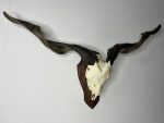 جمجمه و شاخ کل اهلی Goat-model-6 - Image 10
